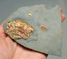 Load image into Gallery viewer, Fiery iridescent Caloceras display ammonite