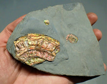 Load image into Gallery viewer, Fiery iridescent Caloceras display ammonite
