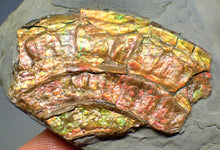 Load image into Gallery viewer, Fiery iridescent Caloceras display ammonite