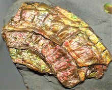 Load image into Gallery viewer, Fiery iridescent Caloceras display ammonite