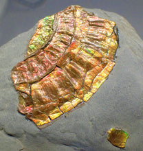 Load image into Gallery viewer, Fiery iridescent Caloceras display ammonite