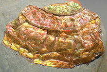 Load image into Gallery viewer, Fiery iridescent Caloceras display ammonite