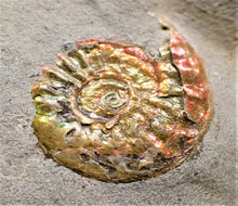 Load image into Gallery viewer, Fiery iridescent Caloceras display ammonite