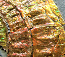 Load image into Gallery viewer, Fiery iridescent Caloceras display ammonite