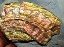 Load image into Gallery viewer, Fiery iridescent Caloceras display ammonite