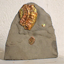 Load image into Gallery viewer, Fiery iridescent Caloceras display ammonite