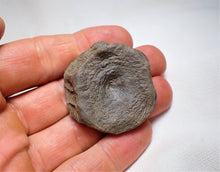 Load image into Gallery viewer, Top-quality Jurassic ichthyosaur vertebra from Lyme Regis