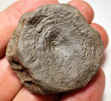 Load image into Gallery viewer, Top-quality Jurassic ichthyosaur vertebra from Lyme Regis