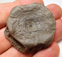 Load image into Gallery viewer, Top-quality Jurassic ichthyosaur vertebra from Lyme Regis