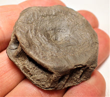 Load image into Gallery viewer, Top-quality Jurassic ichthyosaur vertebra from Lyme Regis