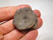 Load image into Gallery viewer, Top-quality Jurassic ichthyosaur vertebra from Lyme Regis