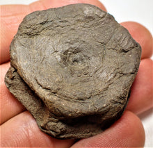 Load image into Gallery viewer, Top-quality Jurassic ichthyosaur vertebra from Lyme Regis