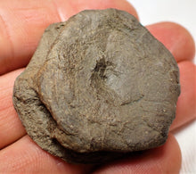 Load image into Gallery viewer, Top-quality Jurassic ichthyosaur vertebra from Lyme Regis