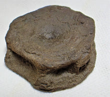 Load image into Gallery viewer, Top-quality Jurassic ichthyosaur vertebra from Lyme Regis
