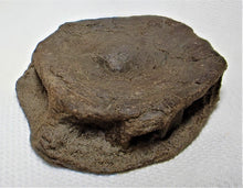 Load image into Gallery viewer, Top-quality Jurassic ichthyosaur vertebra from Lyme Regis