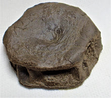 Load image into Gallery viewer, Top-quality Jurassic ichthyosaur vertebra from Lyme Regis