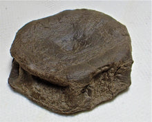 Load image into Gallery viewer, Top-quality Jurassic ichthyosaur vertebra from Lyme Regis