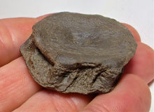 Load image into Gallery viewer, Top-quality Jurassic ichthyosaur vertebra from Lyme Regis