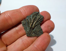 Load image into Gallery viewer, Detailed juvenile pyrite crinoid fossil head (35 mm)