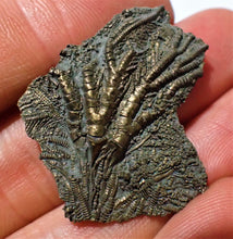 Load image into Gallery viewer, Detailed juvenile pyrite crinoid fossil head (35 mm)
