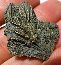 Load image into Gallery viewer, Detailed juvenile pyrite crinoid fossil head (35 mm)