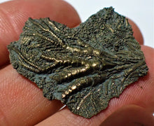 Load image into Gallery viewer, Detailed juvenile pyrite crinoid fossil head (35 mm)