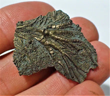 Load image into Gallery viewer, Detailed juvenile pyrite crinoid fossil head (35 mm)