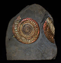 Load image into Gallery viewer, Complete large Copper and red iridescent Caloceras display ammonite
