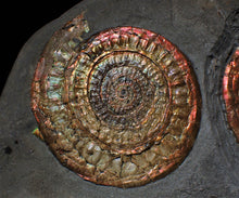 Load image into Gallery viewer, Complete large Copper and red iridescent Caloceras display ammonite