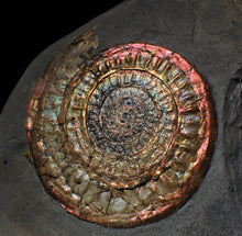 Load image into Gallery viewer, Complete large Copper and red iridescent Caloceras display ammonite