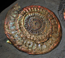 Load image into Gallery viewer, Complete large Copper and red iridescent Caloceras display ammonite
