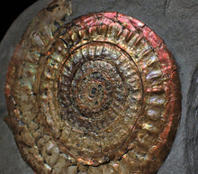 Load image into Gallery viewer, Complete large Copper and red iridescent Caloceras display ammonite