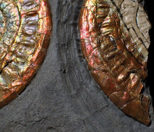 Load image into Gallery viewer, Complete large Copper and red iridescent Caloceras display ammonite
