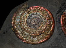 Load image into Gallery viewer, Complete large Copper and red iridescent Caloceras display ammonite