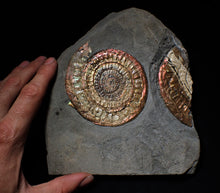 Load image into Gallery viewer, Complete large Copper and red iridescent Caloceras display ammonite