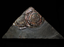 Load image into Gallery viewer, Split pair of large iridescent Psiloceras ammonite display pieces