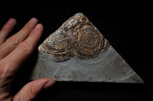 Load image into Gallery viewer, Split pair of large iridescent Psiloceras ammonite display pieces
