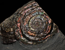 Load image into Gallery viewer, Split pair of large iridescent Psiloceras ammonite display pieces