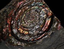 Load image into Gallery viewer, Split pair of large iridescent Psiloceras ammonite display pieces