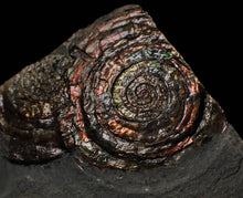Load image into Gallery viewer, Split pair of large iridescent Psiloceras ammonite display pieces