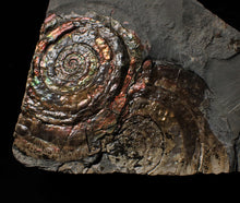 Load image into Gallery viewer, Split pair of large iridescent Psiloceras ammonite display pieces