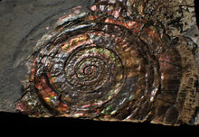 Load image into Gallery viewer, Split pair of large iridescent Psiloceras ammonite display pieces