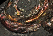 Load image into Gallery viewer, Split pair of large iridescent Psiloceras ammonite display pieces