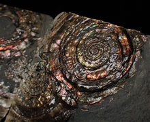 Load image into Gallery viewer, Split pair of large iridescent Psiloceras ammonite display pieces