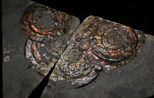 Load image into Gallery viewer, Split pair of large iridescent Psiloceras ammonite display pieces