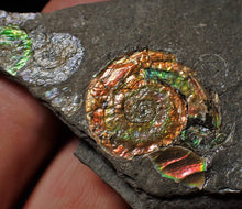 Load image into Gallery viewer, Rainbow iridescent Psiloceras multi-ammonite display piece