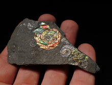 Load image into Gallery viewer, Rainbow iridescent Psiloceras multi-ammonite display piece