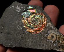 Load image into Gallery viewer, Rainbow iridescent Psiloceras multi-ammonite display piece