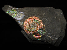 Load image into Gallery viewer, Rainbow iridescent Psiloceras multi-ammonite display piece