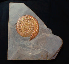 Load image into Gallery viewer, Perfect large Copper and red iridescent Caloceras display ammonite